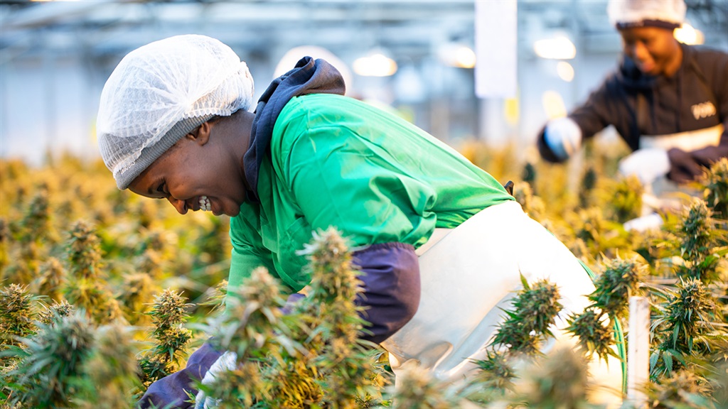 Partnering with Local Cannabis Growers