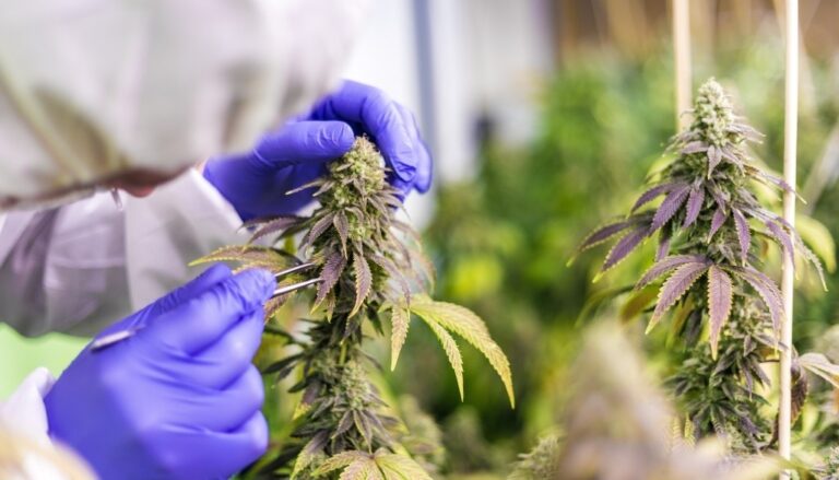 Cannabis Cultivars
