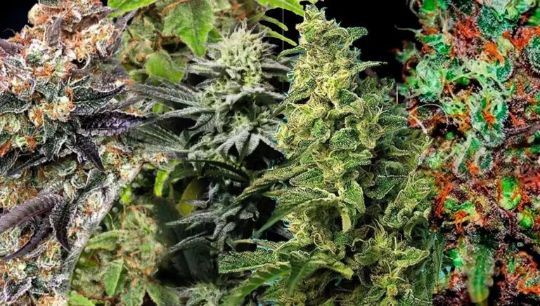 How to Safely Buy Cannabis in Canada Tips for Visiting a Dispensary