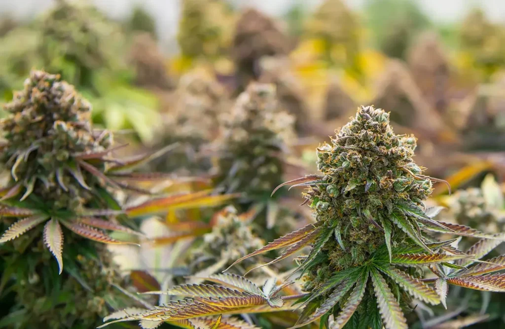What You Need to Know Before Visiting a Cannabis Dispensary