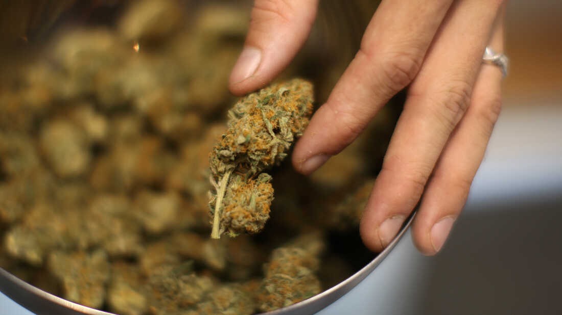 Cannabis Strain for a New User