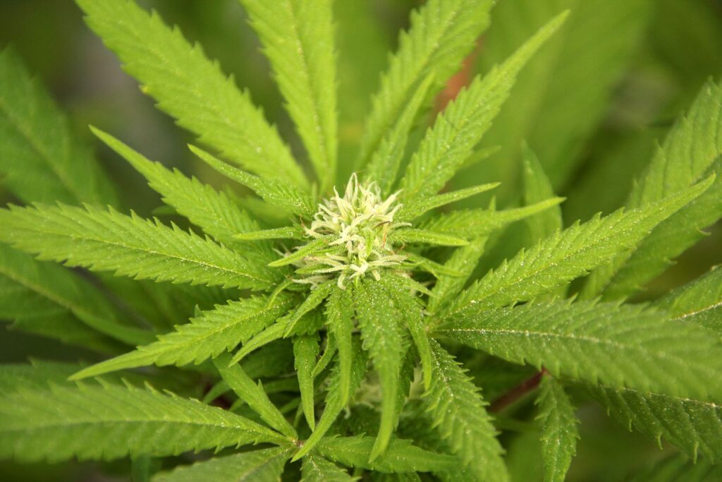 Cannabis for wellness