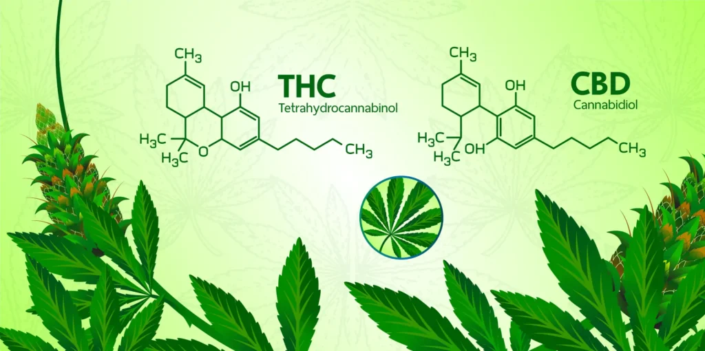 CBD vs THC