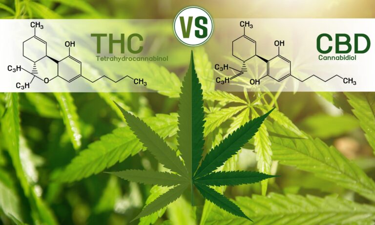 CBD vs THC