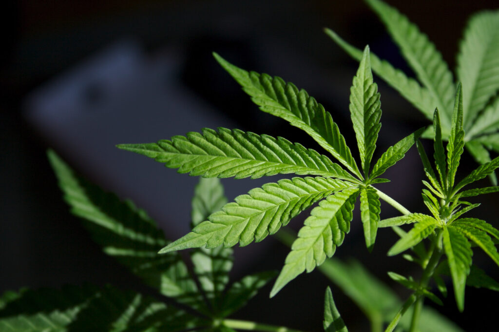 Cannabis and Creative Culture