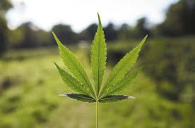 Cannabis and creativity