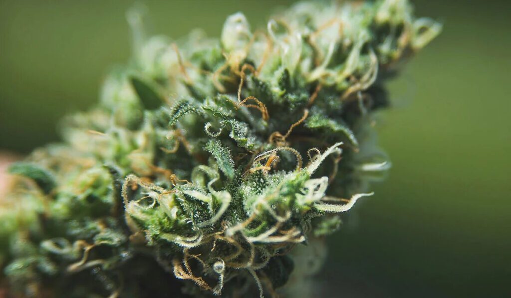 Why Choosing the Right Cannabis Product Matters