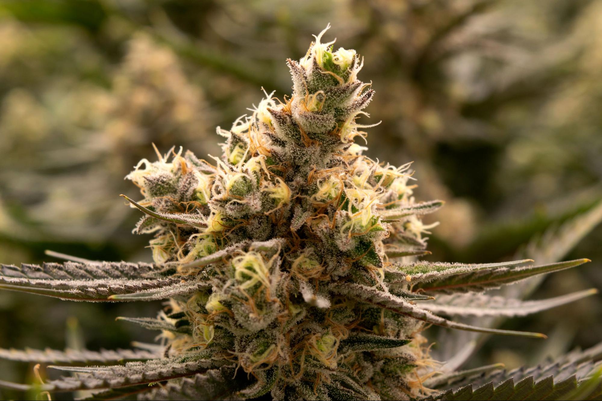 Cannabis and Fitness Can It Really Aid Recovery