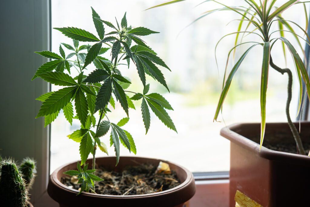 Right Cannabis Strain for Home