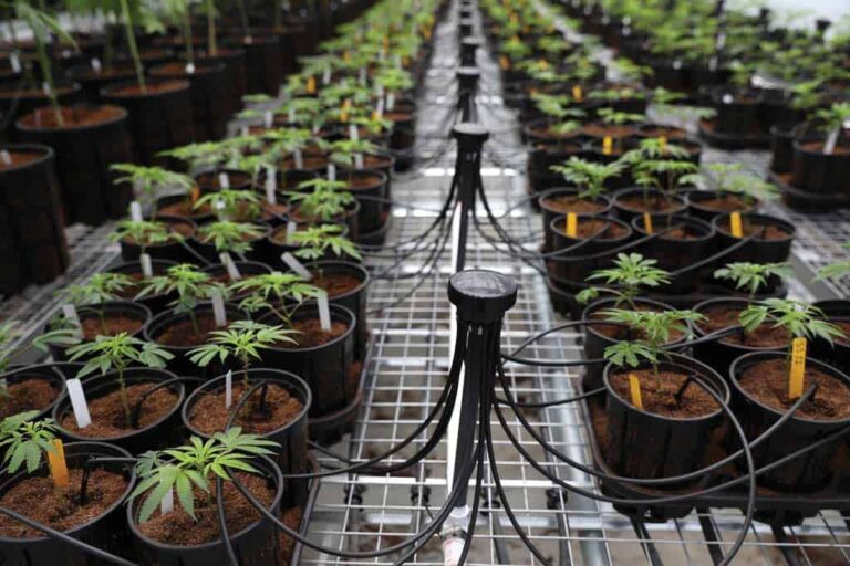 Right Cannabis Strain for Home