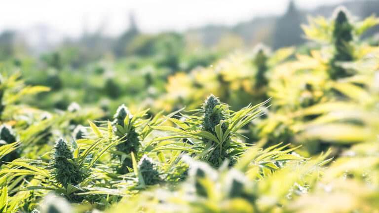 How Canadian Dispensaries Ensure Product Safety and Quality